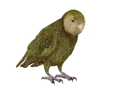 Kakapo Owl Parrot Bird Low-poly 3D model