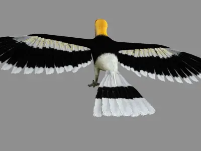 Great Indian hornbill 3D model