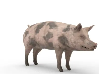 Oxford Pig Free 3D model