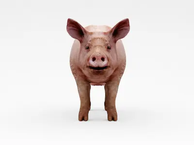 farm pig 3D model