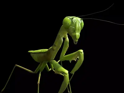 Mantis Grasshopper Low-poly 3D model