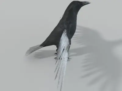 Crow bird Low-poly 3D model