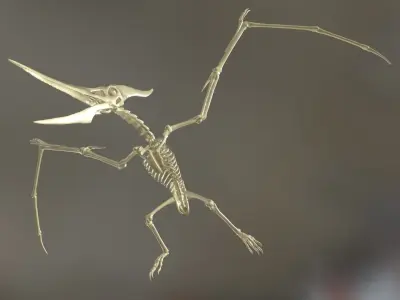 Pteranodon Skeleton Cinematic 3D model