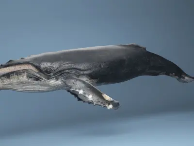 hump whale rigged  Low-poly 3D model