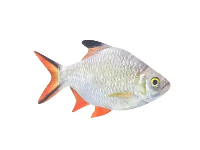 Fish Collection 3D model