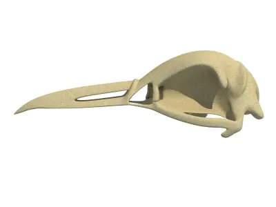 Skeleton of Bald Eagle Skull  3D model