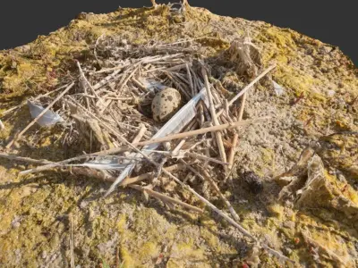 Nest with an Egg Low-poly 3D model