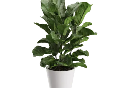  Fiddle Leaf Fig Plant Model 