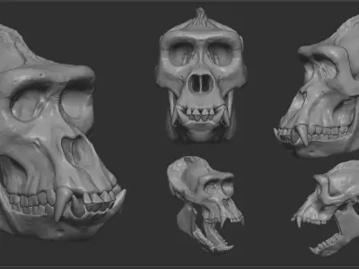 Western Lowland Gorilla Skull for 3D Print 3D model