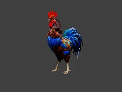 Cockerel Chicken Low-poly 3D model