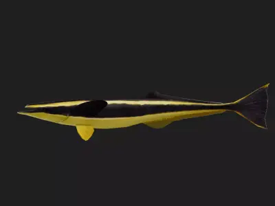 Suckerfish Low-poly 3D model