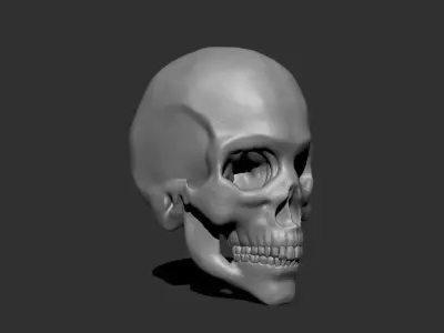 Anatomical skull 3D print model