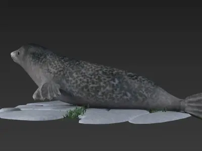 nature wildlife swimming animal ocean underwater seal walru 3D model
