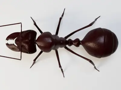 Ant 3d 3D model