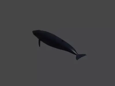 Basic blueWhale baleine bleu Blaue Wal 3D model