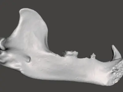 Himalayan brown bear mandible 3D model