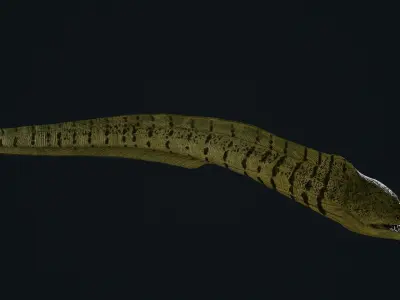 Moray eel 3D model