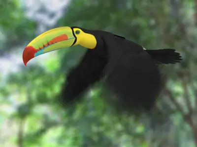 Keel-billed Toucan (Animated) 3D model