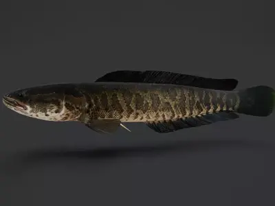 Snakehead fish Animated 3D model