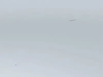 SS Panels Free 3D model