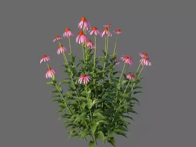 XfrogPlants Echinacea Purpurea  3D model