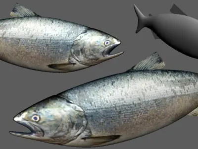 Salmon Fish Lowpoly 3D Gaming model Low-poly 3D model