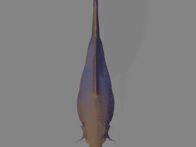 Betta Fish 3D model