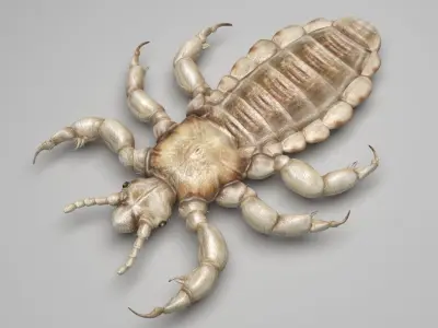 Head Louse Male 3D model