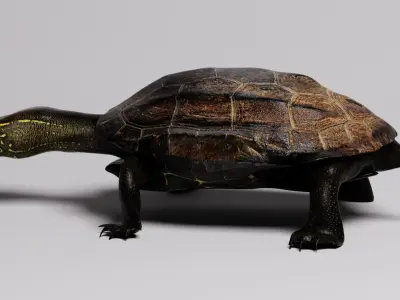 Realistic Turtle high res 3D model 3D model