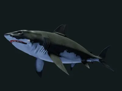 Shark Great-white shark 3D model