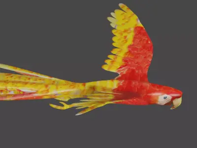 scarlet macaw 3D model