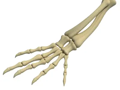 Animal Hand Bones 3 3D model
