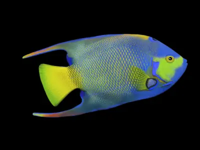 Angel Fish 3d Model 3D model