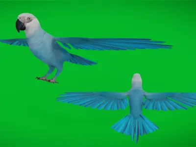 Spix Macaw Bird Low-poly 3D model
