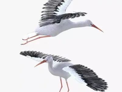 Stork bird rigged 3d model Low-poly 3D model