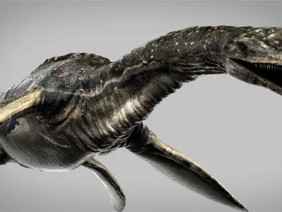 Plesiosaurus 3D Rigged model Low-poly 3D model