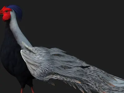 White Pheasant-A1 3D model