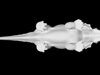 Low Poly Achelousaurus Dinosaur Low-poly 3D model