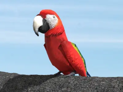 Scarlet Macaw - Animated Low-poly 3D model