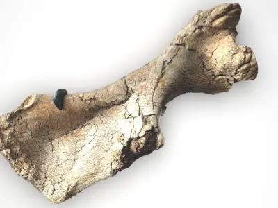 Triceratops Bone 3D model