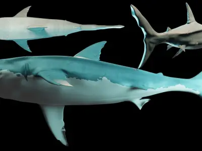 Sea Of Thieves Shark 3d model Low-poly 3D model
