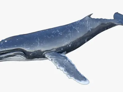 Humpback Whale Rigged Low-poly 3D model