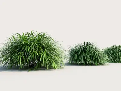 Hakonechloa macra b 3D model