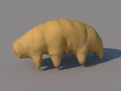 Tardigrade 3D model hamster 3D model