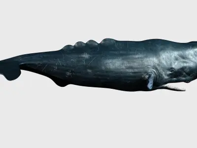 Sperm whale Low-poly 3D model
