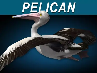 Pelican  Flying 3D model