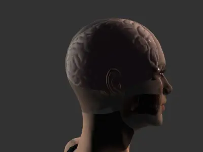 Brain model human Low-poly 3D model