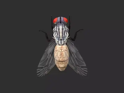 housefly fly Low-poly 3D model