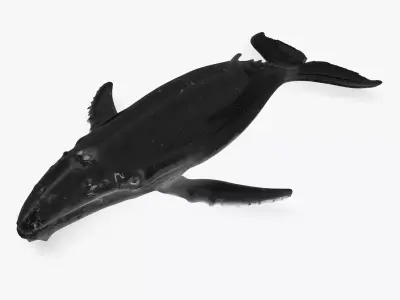 Whale humpback 3D model