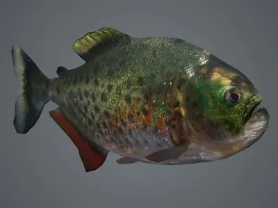 piranha fish monster amazon salmon river sea  3D model